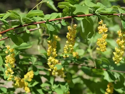 A Magnificência do Berberis koreana: Um Guia Completo