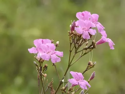 Fridericia platyphylla: Uma Trepadeira Nativa com Grande Potencial Ornamental e Ecológico