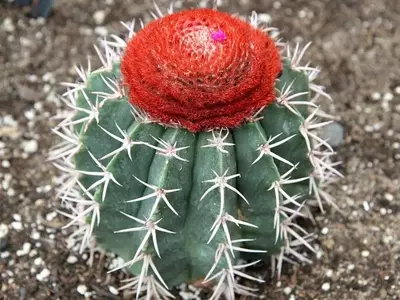 Melocactus zehntneri: O Símbolo Resistente da Caatinga Brasileira