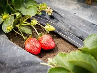 Impacto das Alterações Climáticas na Horticultura e a Ascensão da Irrigação por Gotejamento