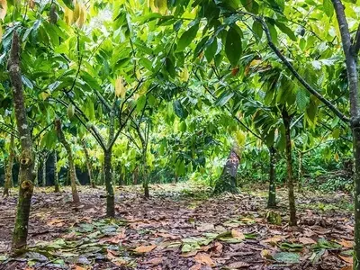 El Niño e o Futuro do Cacau: Incertezas Climáticas e Seus Impactos Globais