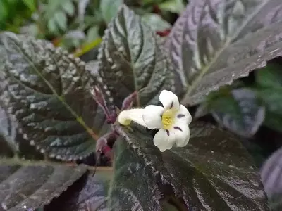 A Exuberância do Nautilocalyx lynchii: A "Planta-Chocolate" e Seus Segredos
