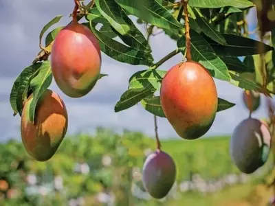 Aprimorando o Valor da Fruta: Foco na Qualidade e no Sabor, Não Apenas na Aparência