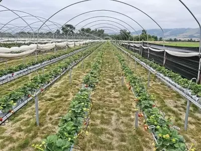 Avanços na Cultura de Morangos em Ambientes Controlados com Substratos de Coco