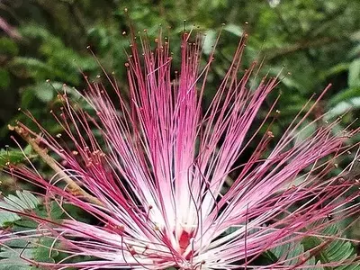 A Magnífica Calliandra harrisii: Uma Jóia para Seu Jardim