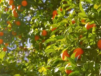 Ameaça do Greening nos Pomares de Laranja do Brasil: Desafios e Estratégias de Manejo