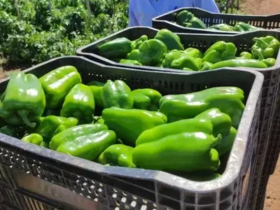 Maximizando a Lucratividade no Cultivo de Pimentões: Além da Produtividade Bruta