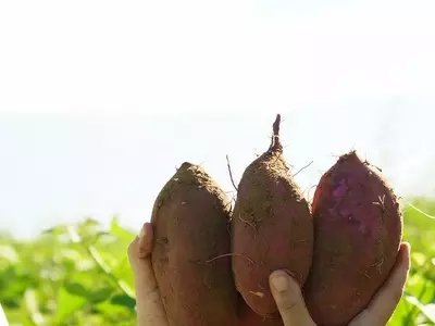 Batata-doce: R$20 Milhões Impulsionam Economia Circular e Produção de Biocombustível