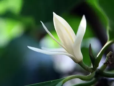 A Elegância da Magnolia × alba: Perfume e Presença em seu Jardim