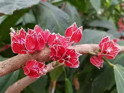 Pavonia Strictiflora: Uma Joia Botânica com Flores no Tronco