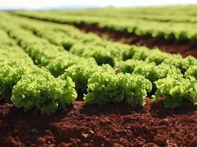 Estratégias Essenciais para o Cultivo de Hortaliças e Frutas no Inverno: Minimizando Perdas e Maximizando a Produção