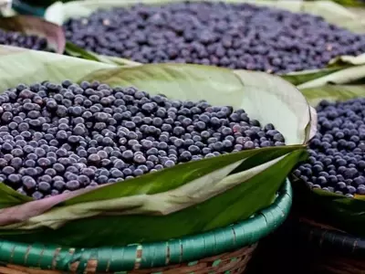 A Fruticultura Amazônica: Inovação e Aprimoramento de Espécies Regionais