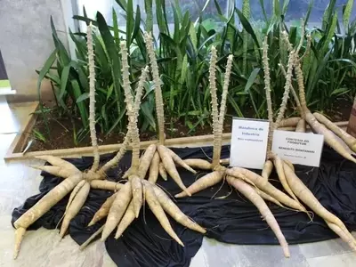 Inovação Agrícola: Nova Variedade de Mandioca IAC 139 Otimiza Produção Industrial em 25%