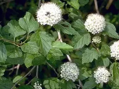 A Magnificência do Physocarpus opulifolius: Uma Planta Versátil para seu Jardim