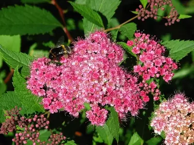 A Magnífica Spiraea x bumalda 'Anthony Waterer': Uma Joia para o Jardim