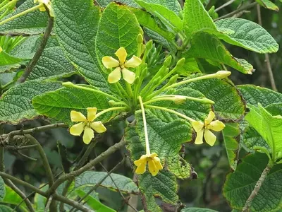 Desvendando a Tocoyena bullata: Uma Joia da Flora Brasileira