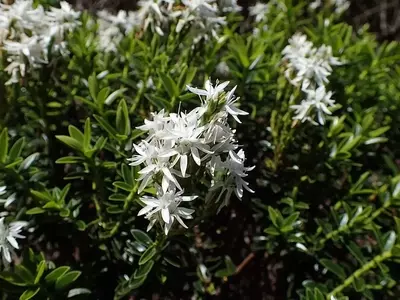 Descobrindo a Hebe buxifolia: Um Elegante Arbusto Perene para Jardins Exuberantes
