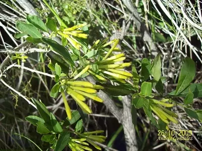 Cestrum corymbosum: Um Arbusto Nativo Deslumbrante para Jardins