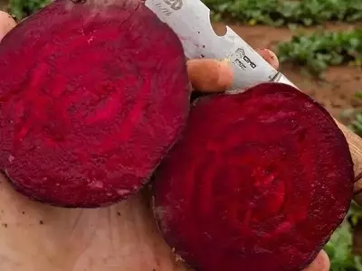 A Estratégia de Armazenamento Revoluciona a Comercialização da Beterraba