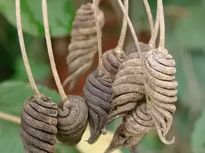 Descobrindo a Helicteres brevispira: A Curiosidade Brasileira nos Jardins Tropicais