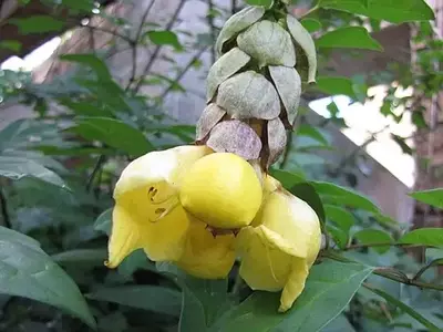 A Magnífica Gmelina philippensis: Um Arbusto Exótico para Jardins Tropicais