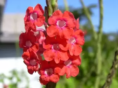 Descobrindo a Beleza e o Potencial Paisagístico da Stachytarpheta mutabilis