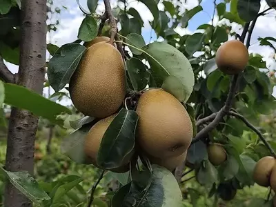 BRS Áurea: Uma Inovação Promissora para o Cultivo de Peras no Sul do Brasil