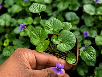 Descobrindo a Viola Odorata: Beleza Perfumada e Usos Culinários