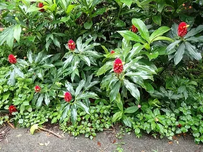 Descobrindo o Gengibre-Torre-Vermelha: Uma Joia para Jardins Tropicais