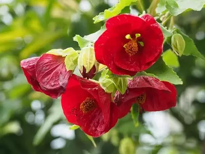 Descobrindo o Abutilon × hybridum: A Beleza da Lanterna Chinesa