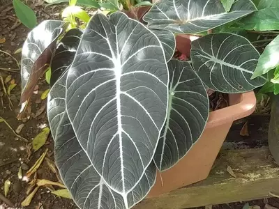 Descobrindo a Alocasia Reginula: A Pequena Rainha Aveludada