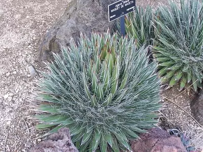 Agave Filifera: Uma Joia Exótica para Seu Jardim