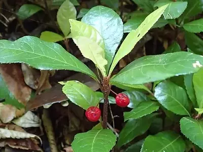 Ardisia japonica: Uma Cobertura de Solo Elegante para Jardins Sombreados
