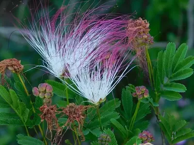 Descobrindo a Beleza e Versatilidade da Calliandra parvifolia no Paisagismo