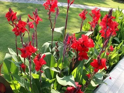 Canna paniculata: Uma Espécie Tropical Vibrante para Jardins Exuberantes