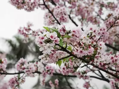 Transforme seu Jardim em um Santuário para Pássaros: Escolha as Árvores Certas