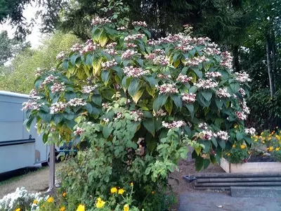 O Clerodendrum trichotomum: Uma Joia Paisagística com Cores Vibrantes e Aroma Peculiar