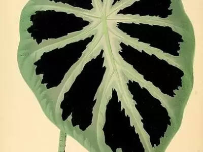 Colocasia Affinis Jenningsii: A Beleza Compacta para Jardins Sombrios