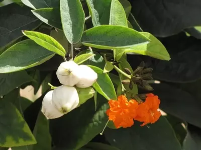 Cordia Sebestena: A Árvore Versátil para Paisagismo Tropical