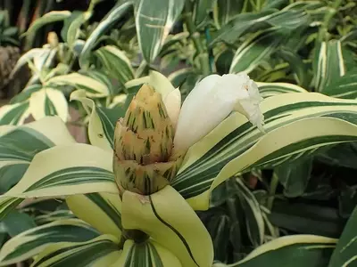 Costus arabicus "Variegatus": A Eleg￢ncia Variegada para Seu Jardim