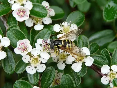 Cotoneaster dammeri: Uma Forração Lenhosa e Versátil para Jardins