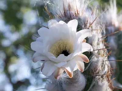 Xique-Xique (Pilosocereus gounellei): Uma Joia Botânica do Nordeste Brasileiro