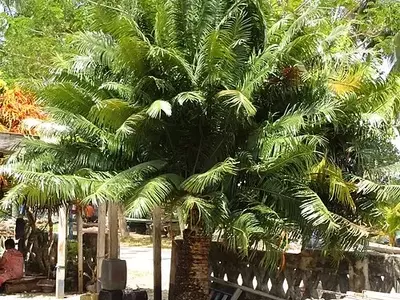 Descobrindo a Cycas rumphii: Uma Joia Tropical no Paisagismo