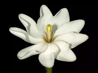 Gardenia thunbergia: Um Arbusto Aromático para Jardins