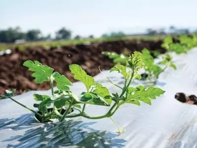 Otimizando a Produção de Melancia: Estratégias para Aumentar a Eficiência e a Qualidade
