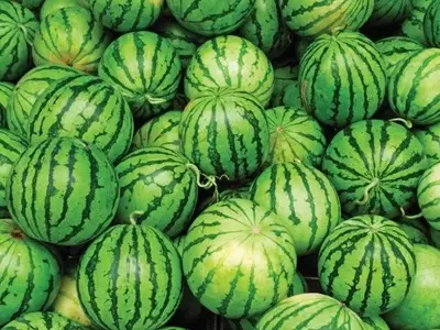 Melancia: Cultivo Otimizado Frente a Desafios Climáticos