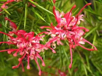 Grevillea rosmarinifolia: Uma Beleza Versátil para Jardins e Vasos