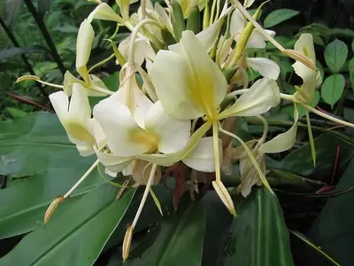 Hedychium flavescens: Uma Planta Exuberante e Aromática para Jardins Tropicais