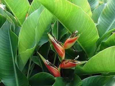 Guia Completo da Heliconia Stricta no Paisagismo Tropical