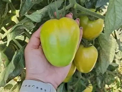 A Importância Crucial da Qualidade do Tomate para o Mercado Agrícola